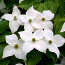 Cornus kousa 'Nicole' - Japanischer Blumenhartriegel