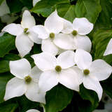 Cornus kousa 'Nicole' - Japanischer Blumenhartriegel