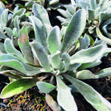 Helichrysum 'Red Jewel' - Strohblume