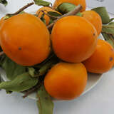 Diospyros kaki 'Muscat' - Kaki, Kakipflaume