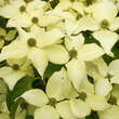 Cornus kousa 'Nicole': Bild 2/4