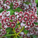 Kalmia latifolia 'Carousel' - Lorbeerrose