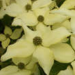 Cornus kousa 'Nicole': Bild 3/4