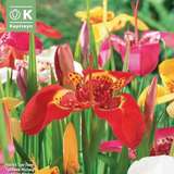 Tigridia pavonia - Tigerblume