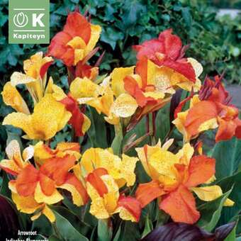 Canna indica Cleopatra