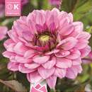 Dahlia Hybr.Ton Sur Ton - Schmuck Dahlie