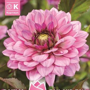 Dahlia Hybr.Ton Sur Ton