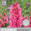Gladiolus Hybr.Kingston Ruffle - Gladiole