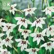 Gladiolus callianthus murielae: Bild 1/1