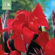 Canna indica Black Knight: Bild 1/1