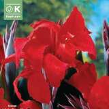 Canna indica Black Knight - Indisches Blumenrohr