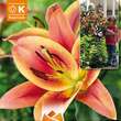 Lilium Orien. Hybr. Montego Bay: Bild 1/1