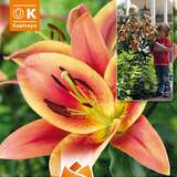 Lilium Orien. Hybr. Montego Bay - Baumlilie