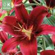 Lilium Orien. Hybr. Montezuma: Bild 1/1