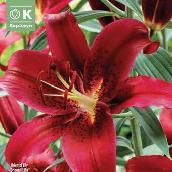 Lilium Orien. Hybr. Montezuma
