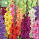 Gladiolus Hybr. Mischung - Gladiolen Mischung