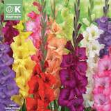 Gladiolus Hybr. - Gladiolen Mischung
