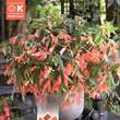 Begonia Copper Blossoms: Bild 1/1