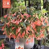 Begonia Copper Blossoms - Knollenbegonie hängend