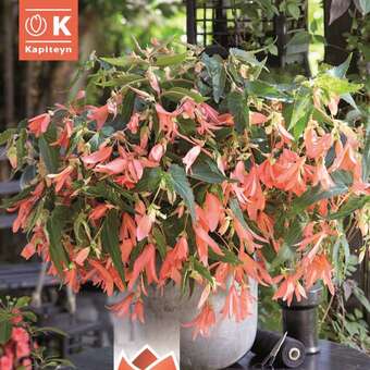 Begonia Copper Blossoms