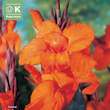 Canna indica Wyoming: Bild 1/1