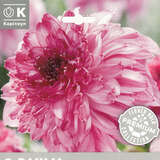 Dahlia Hybr.Richards Fortune - Anemoneblütige Dahlie