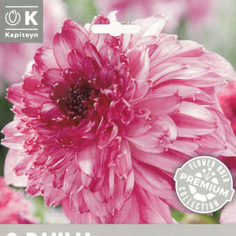 Dahlia Hybr.Richards Fortune