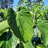 Morus alba 'Giant Fruit' - Maulbeerbaum