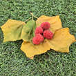 Cudrania tricuspidata 'Norris': Bild 1/1