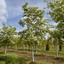Chionanthus retusus - China-Schneeflockenstrauch