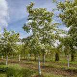 Chionanthus retusus - China-Schneeflockenstrauch