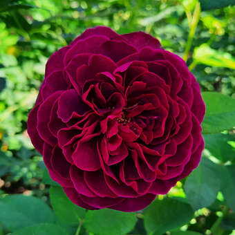 Rose 'Deep Secret'