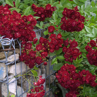 Rose 'Perennial Domino'