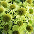 Echinacea purpurea 'Verdana': Bild 1/1