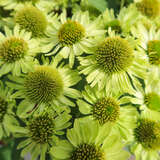 Echinacea purpurea 'Verdana' - Sonnenhut