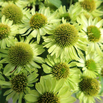 Echinacea purpurea 'Verdana'