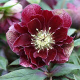 Helleborus orientalis 'Double Ellen Flash' - Schneerose