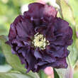 Helleborus orientalis 'Double Ellen Purple': Bild 3/3