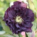 Helleborus orientalis 'Double Ellen Purple' - Schneerose