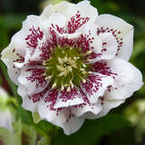 Helleborus orientalis 'Double Ellen White Spotted' - Schneerose