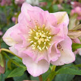 Helleborus orientalis 'Double Ellen Pink' - Schneerose