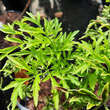 Sambucus nigra 'Golden Tower': Bild 1/2