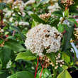 Viburnum tinus: Bild 2/2