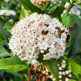 Viburnum tinus  - Lorbeer-Schneeball