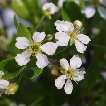 Prunus fruticosa 'Fruchtstrauch'