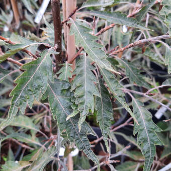Fagus sylvatica 'Midnight Feather'