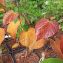 Cercis canadensis 'Eternal Flame' - Kanadischer Judasbaum 