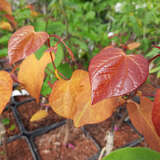 Cercis canadensis 'Eternal Flame' - Kanadischer Judasbaum 