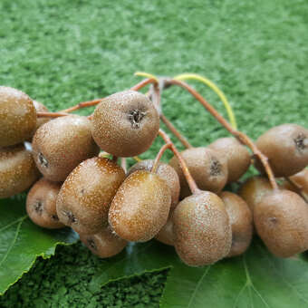 Sorbus torminalis 'Leopold'