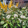 Viburnum tinus: Bild 1/2